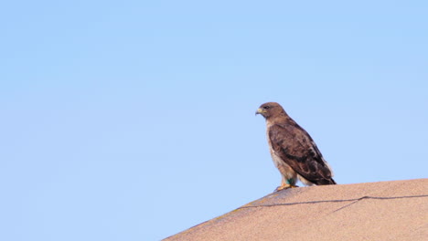 Ein-Ausgewachsener-Rotschwanzbussard,-Der-Wachsam-Nach-Beute-Sucht,-Während-Er-Auf-Einem-Dach-Sitzt