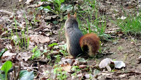 Eichhörnchen-Am-Wald-Natürlichen-Hintergrund