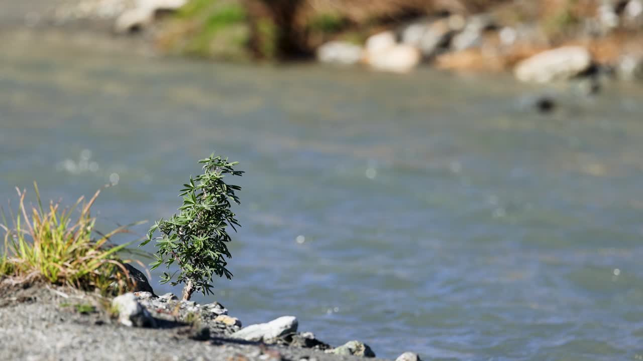A serene stream flows over mossy rocks in bright daylight, capturing the essence of New Zealand's natural beauty