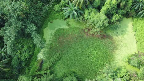 Aerial-view-shot-of-vast-green-forest