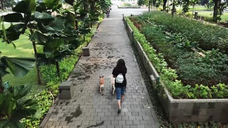 female dog walker owner jogging with a pack of dogs in the park