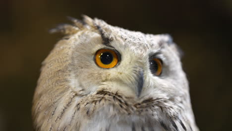 close-up of a cute white eurasian eagle-owl staring into distance