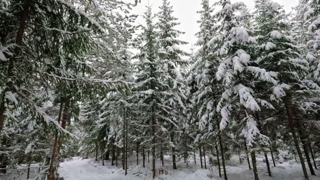 Tiro-De-Establecimiento-De-ángulo-Bajo-Del-Bosque-En-Invierno