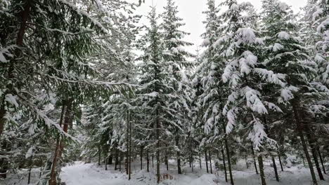 tiro de establecimiento de ángulo bajo del bosque en invierno