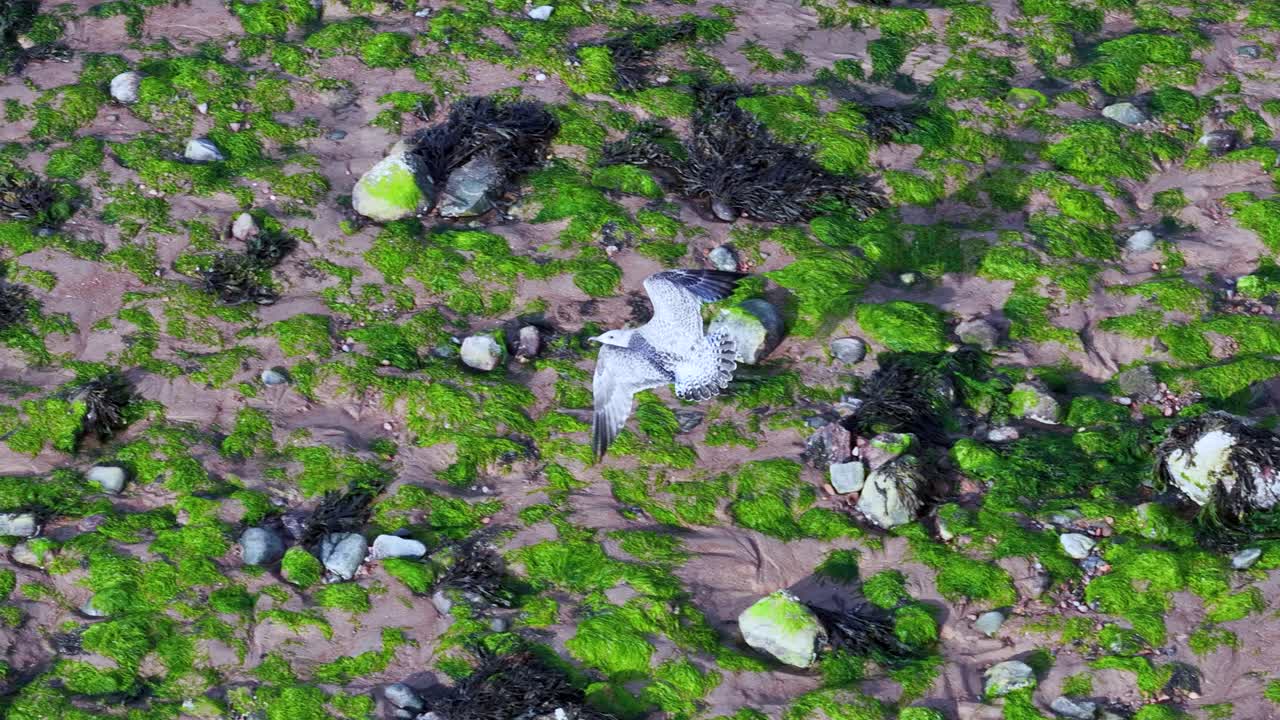 Aerial view of seagull launching into flight above mossy rocks on a sunlit coastal beach