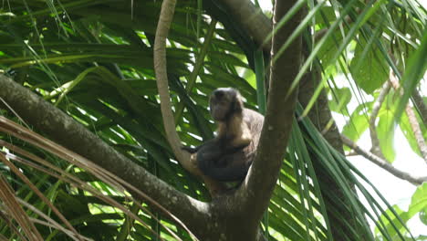 wild white-headed capuchin (cebus capucinus) in a tree guiana