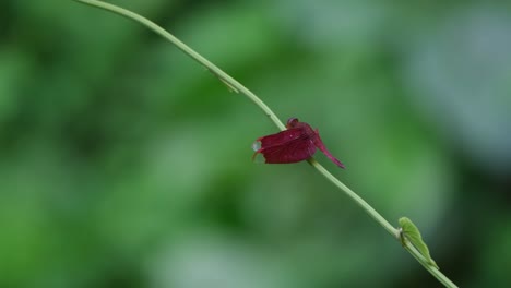 Seen-moving-its-head-tilting-it-as-it-looks-up,-Crimson-marsh-glider-Trithemis-aurora,-Thailand