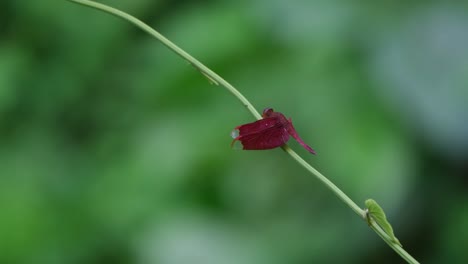 se ve moviendo su cabeza inclinándola mientras mira hacia arriba, el planeador de pantano carmesí trithemis aurora, tailandia