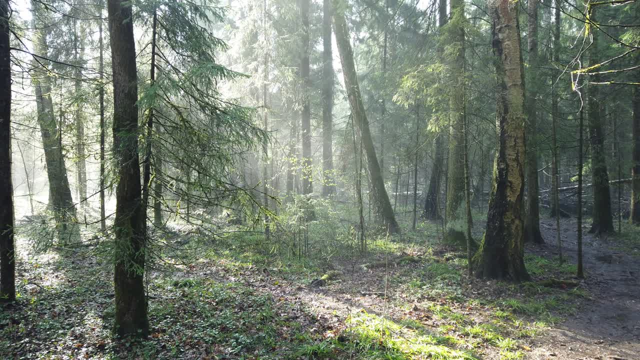 Beautiful mystic forest with green moss and lovely sun rays with misty steam and rain.