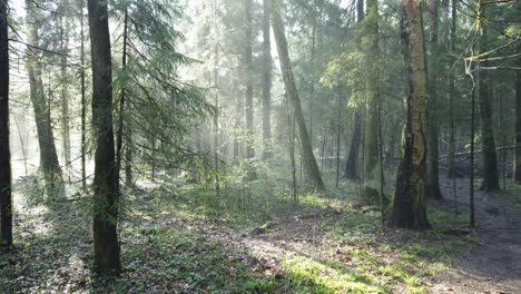 wunderschöner mystischer wald mit grünem moos und schönen sonnenstrahlen mit nebligem dampf und regen.