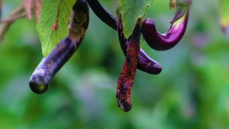 closeup shot of rotten eggplants with blurred background