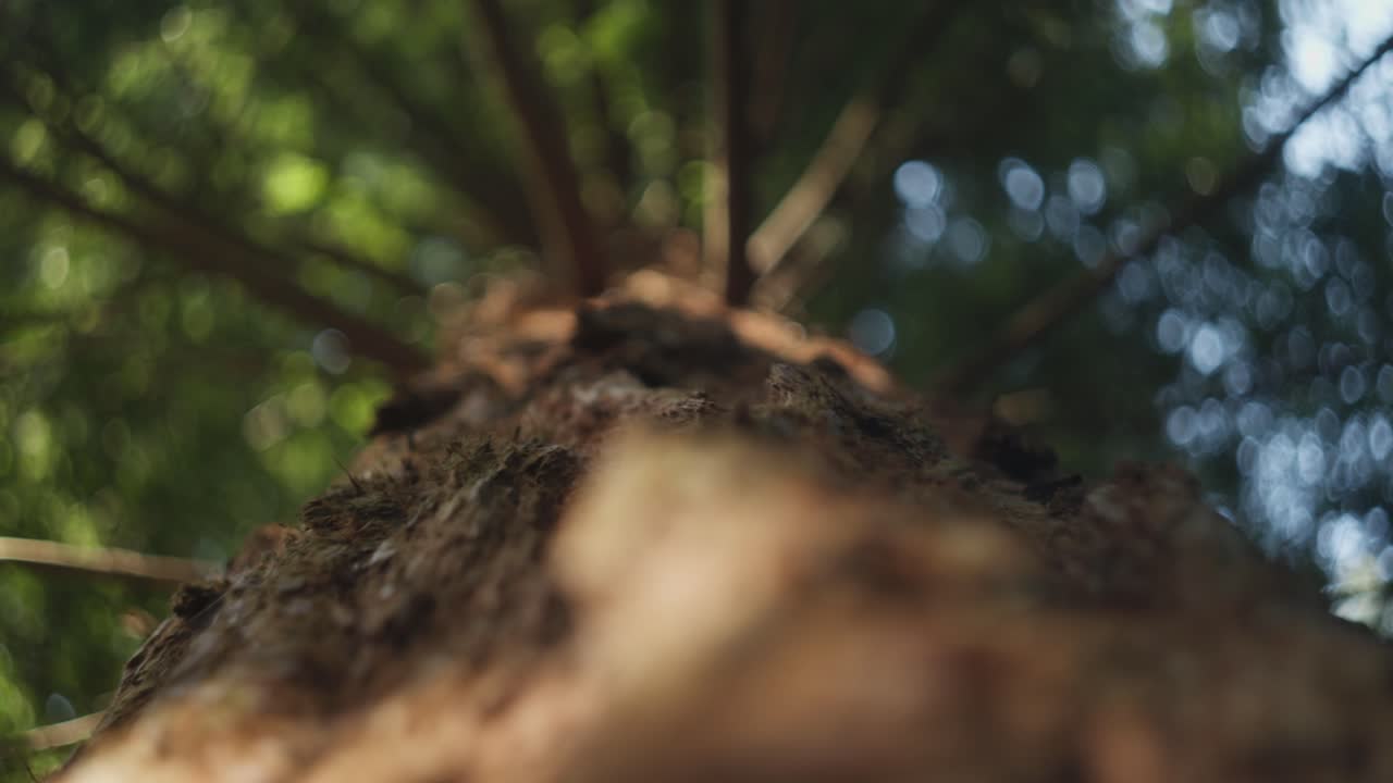 Looking up the trunk of a tall redwood tree in a soft forest light