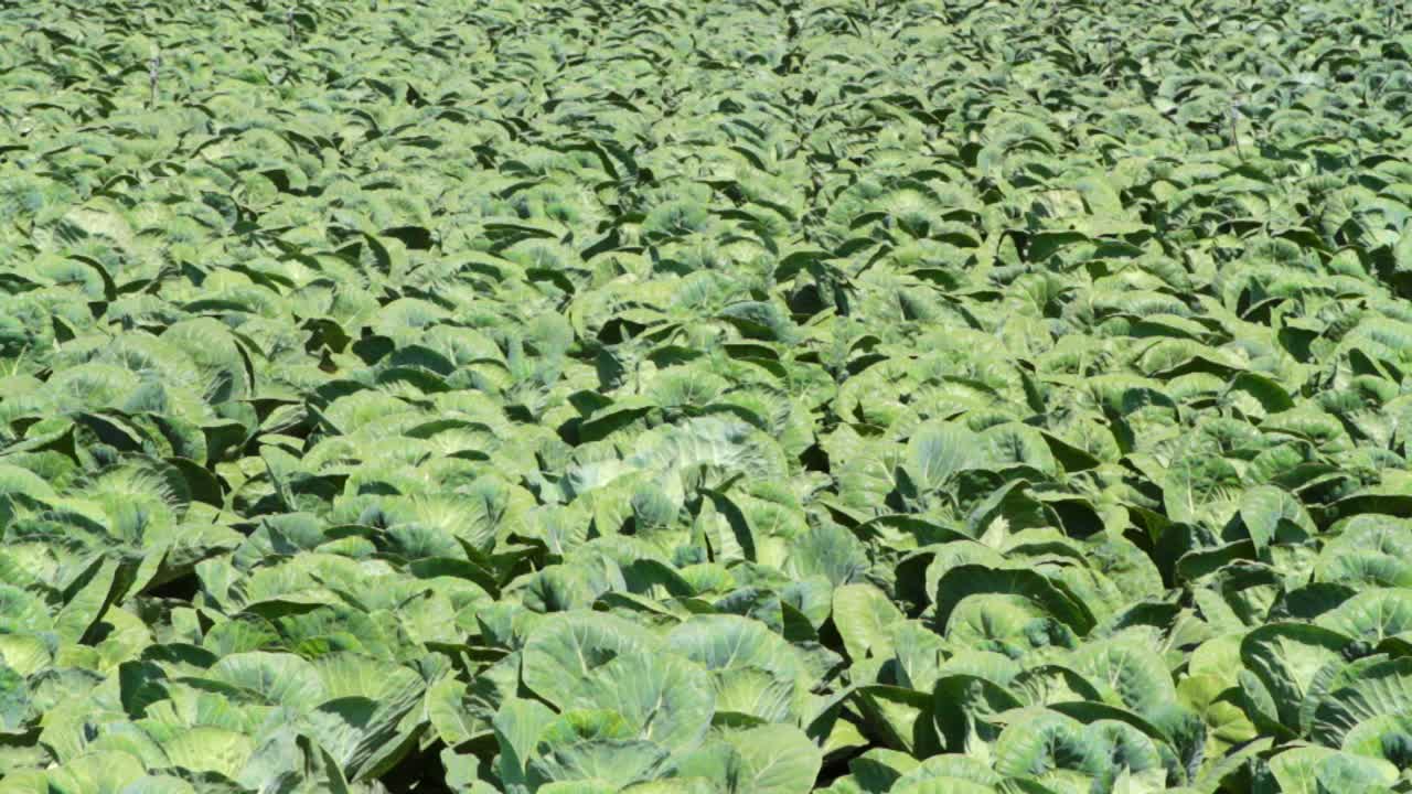 양배추 식물의 필드