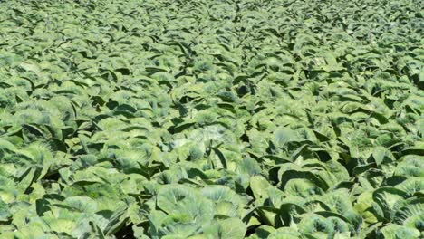 field of cabbage plants