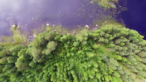 Hermosa-Vista-Aérea-De-Un-Bosque-Y-Una-Isla-En-Un-Lago