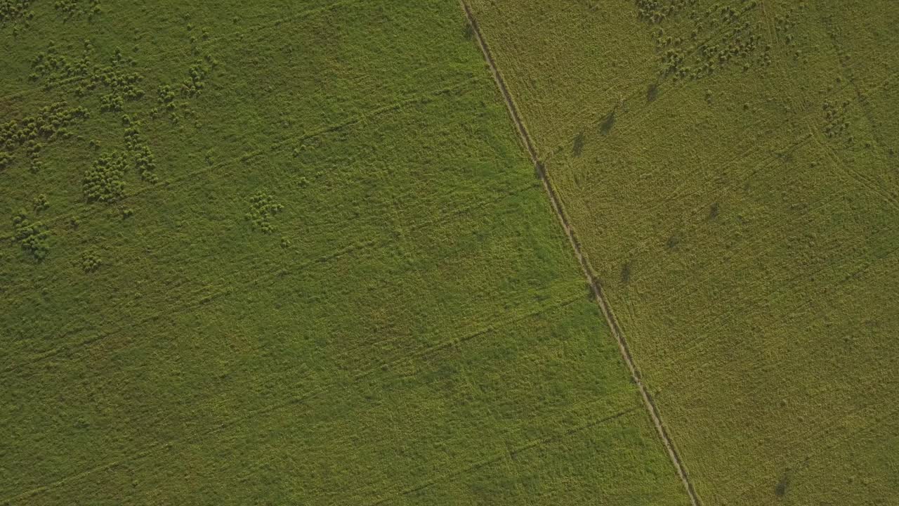 vista de los pájaros sobre las exuberantes llanuras verdes con ganado y árboles