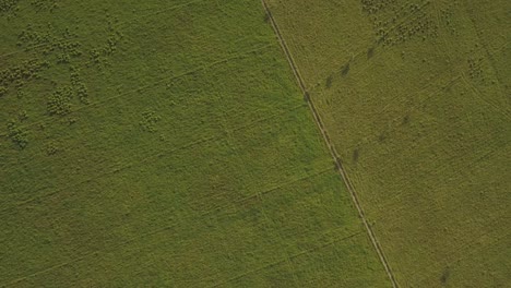 birds eye view over lush green flatlands with cattle and trees