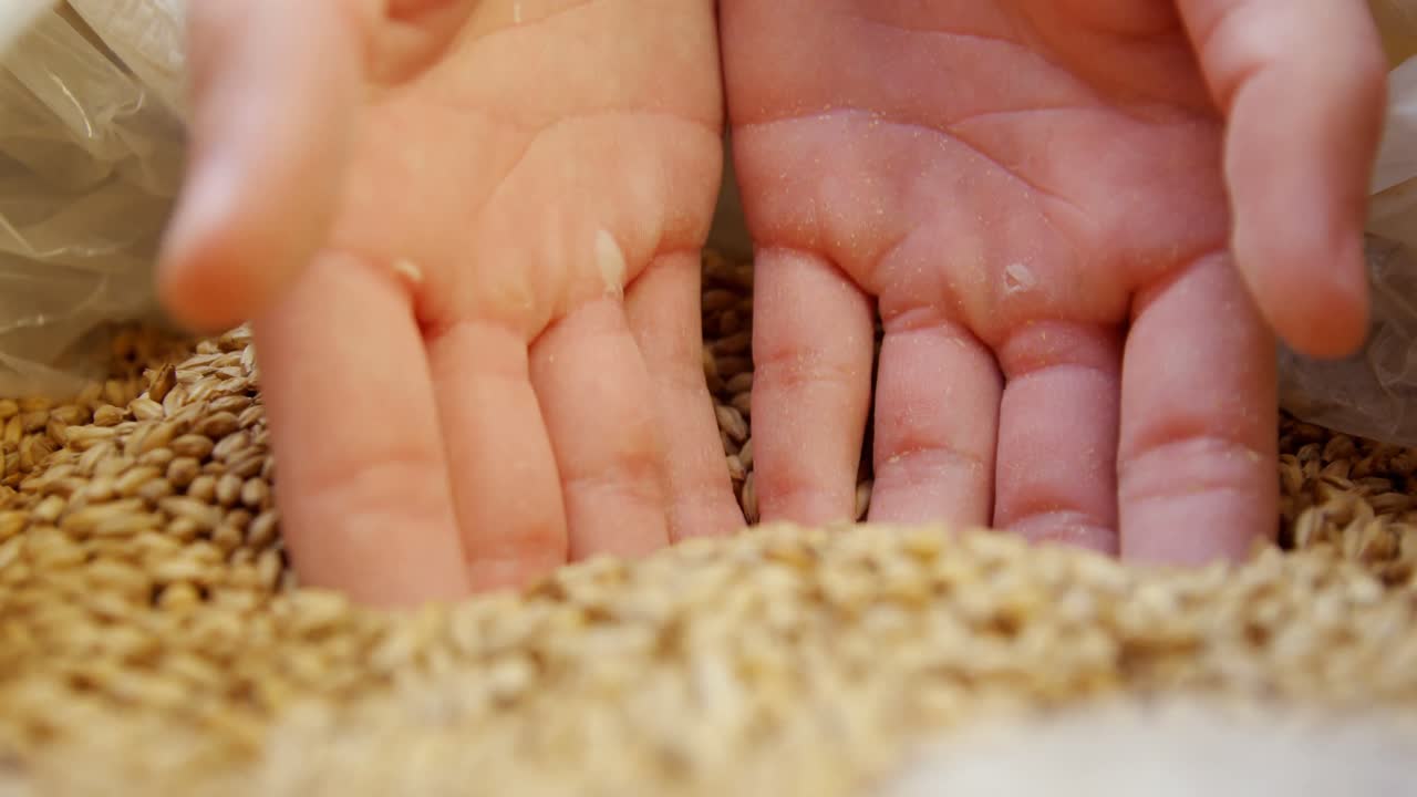 맥주 제조업체가 곡물을 보유하고 있는 4k