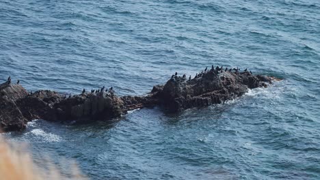 a small flock of black birds perched on the dark chipped rocks