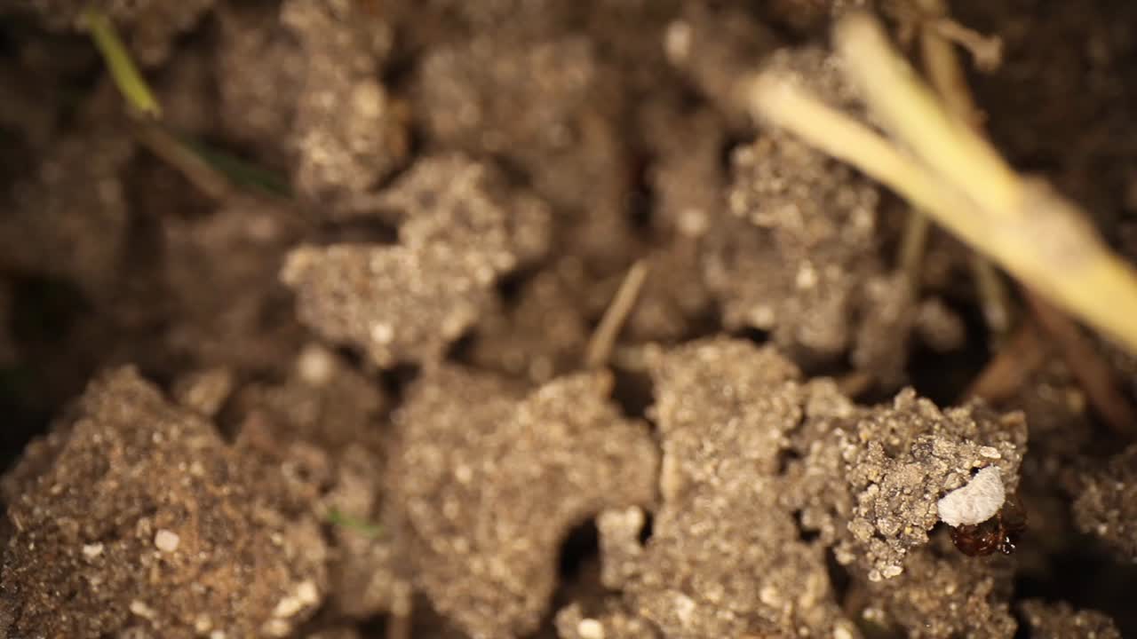 Two fire ants trying to remove an uninvited guest, the white bug is not interested in moving