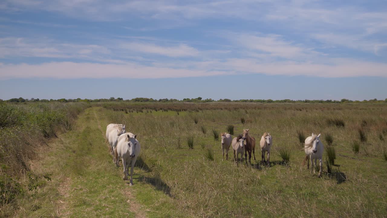 caballos en francia corriendo salvaje.