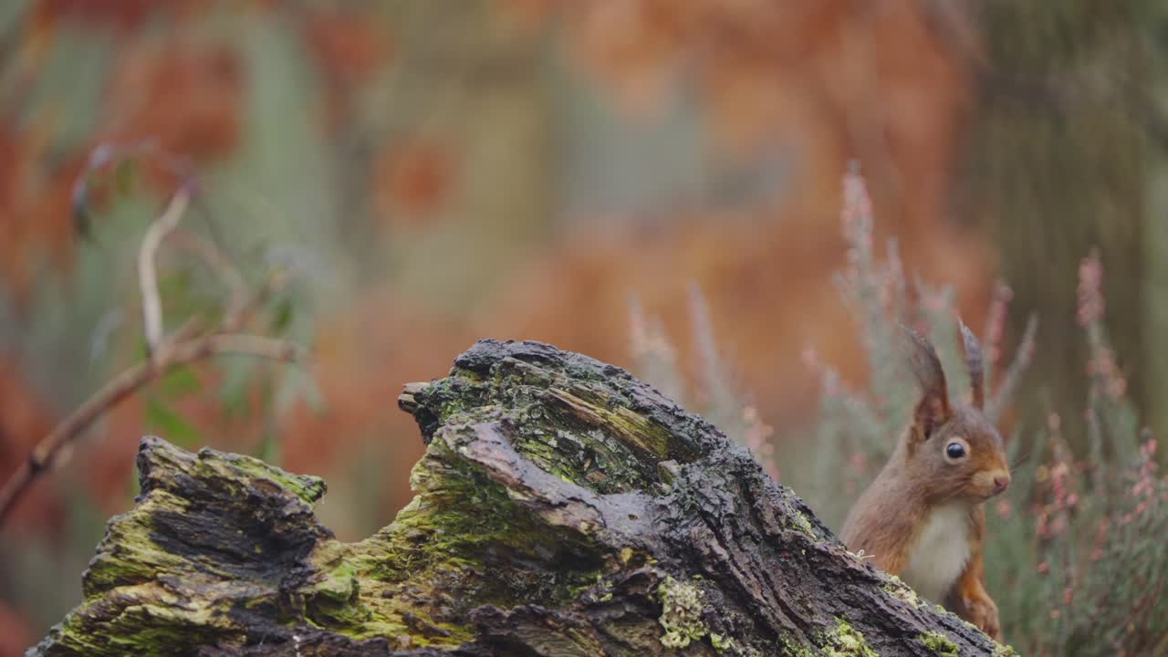Slow motion of red squirrel standing on forest floor with autumn leaves and green moss background appears behind tree stump