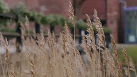 Slow-motion-of-reed-by-Malmo-Castle-entrence