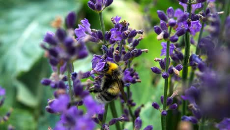 Biene-Saugt-Nektar-Und-Bestäubt-Lavendelblüten---Makroaufnahme
