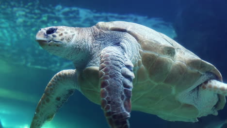 tortuga nadando en un tanque