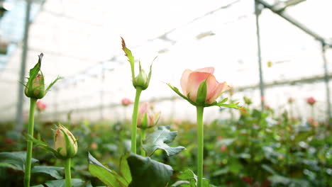Light-Pink-Roses-in-Flower-Greenhouse