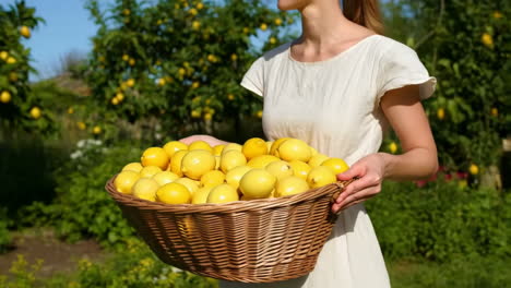 woman harvesting lemons in an orchard