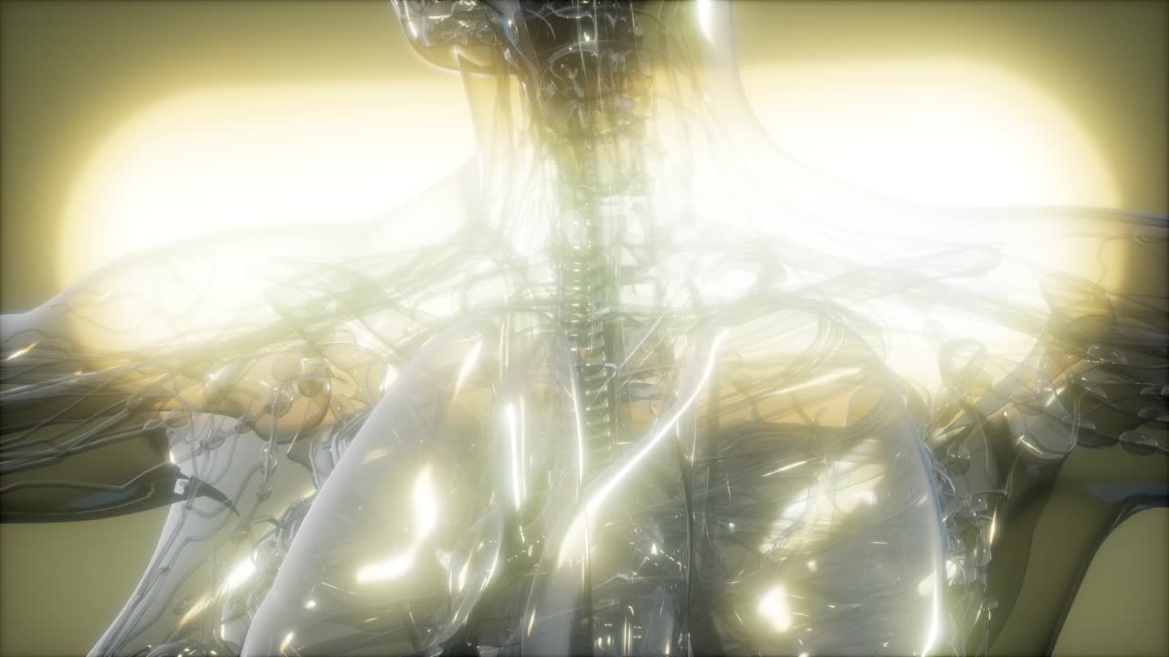 imagen de rayos x del cuerpo humano