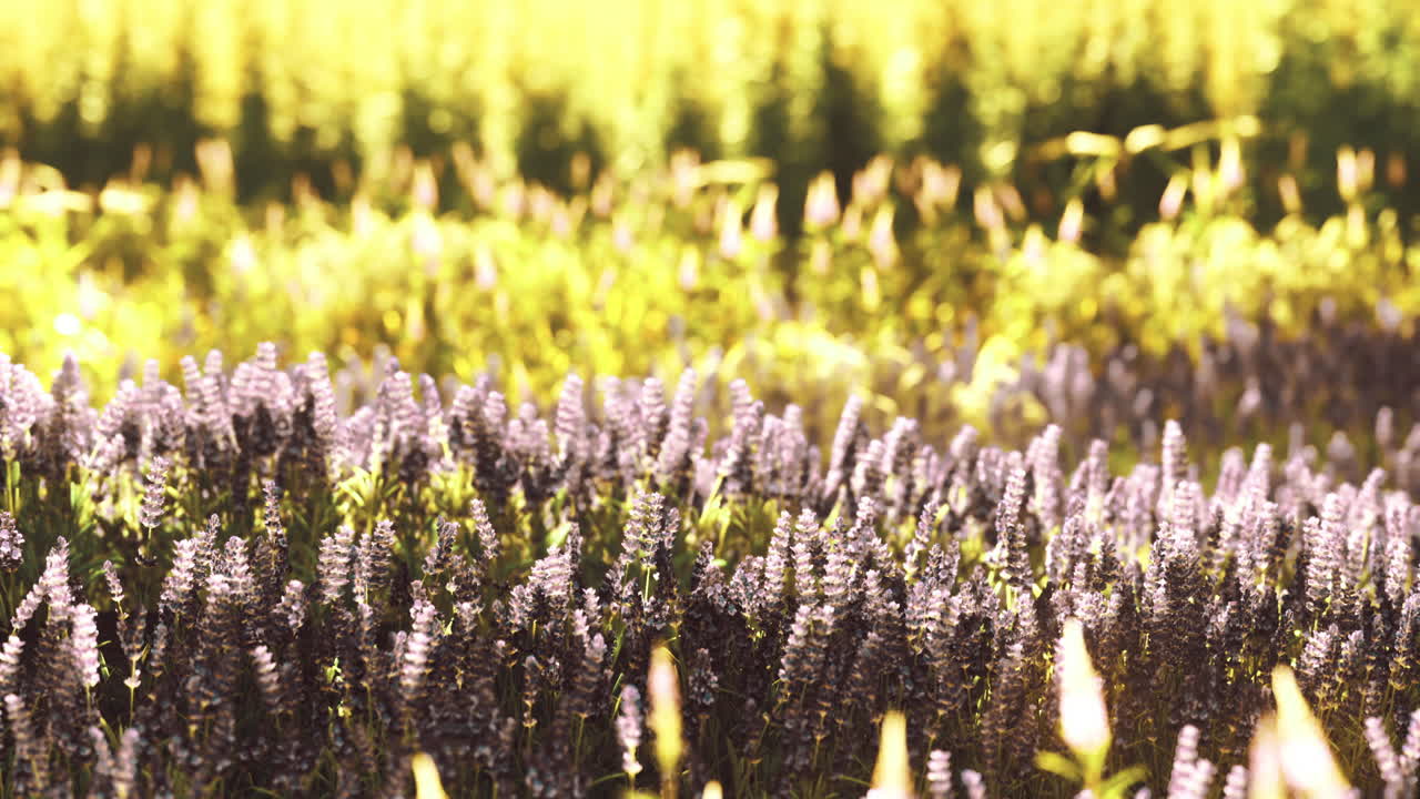 Vibrant lavender fields basking in golden sunlight during summer