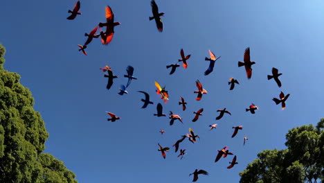 flock of colorful birds in flight