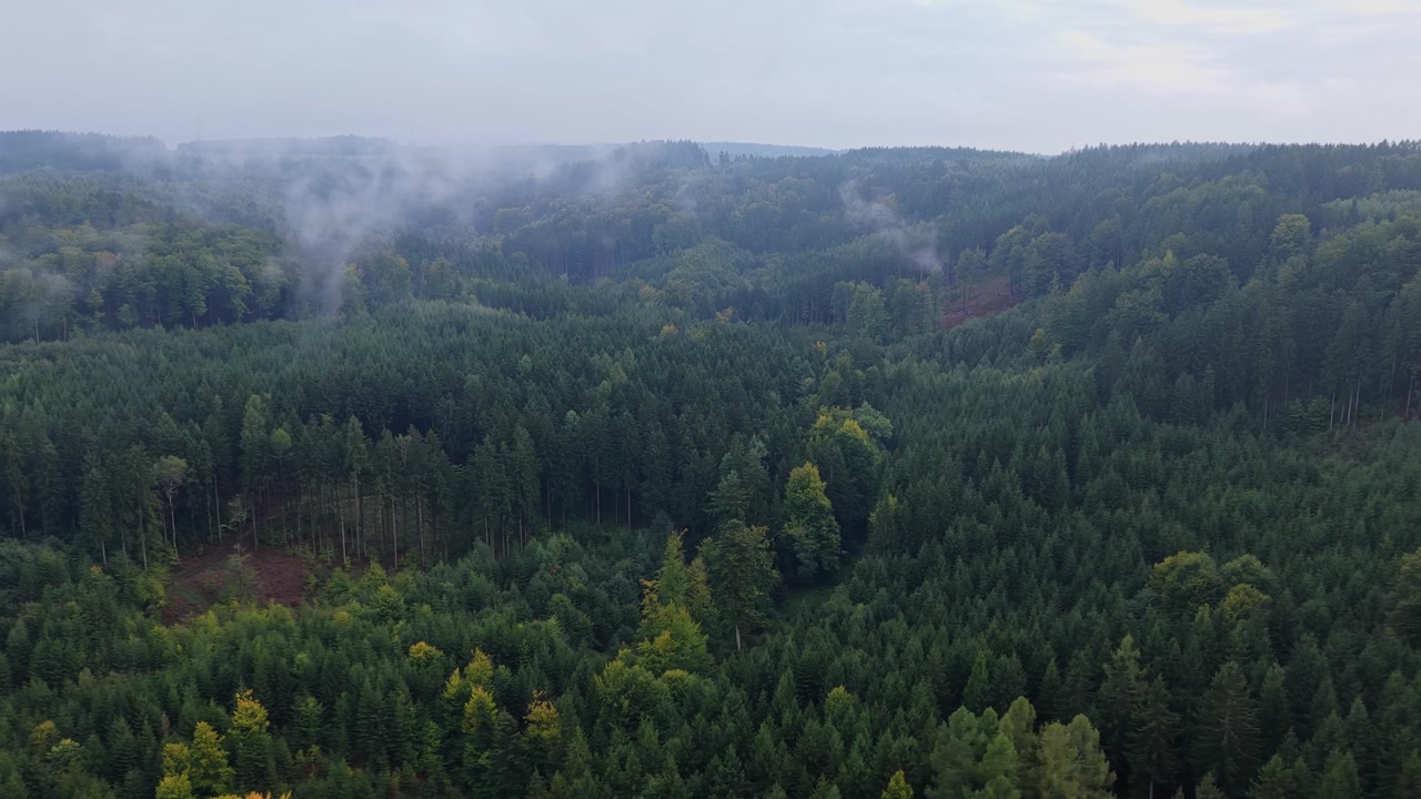 Drone view of a misty forest in the Czech Republic, rainy weather wrapping the trees in a mysterious natural atmosphere.
