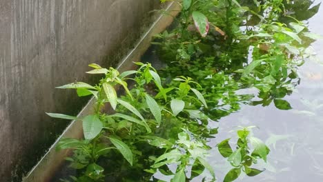 grass that gets waterlogged when it rains