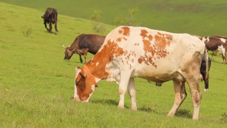 cows together grazing in a field. cows running into the camera.