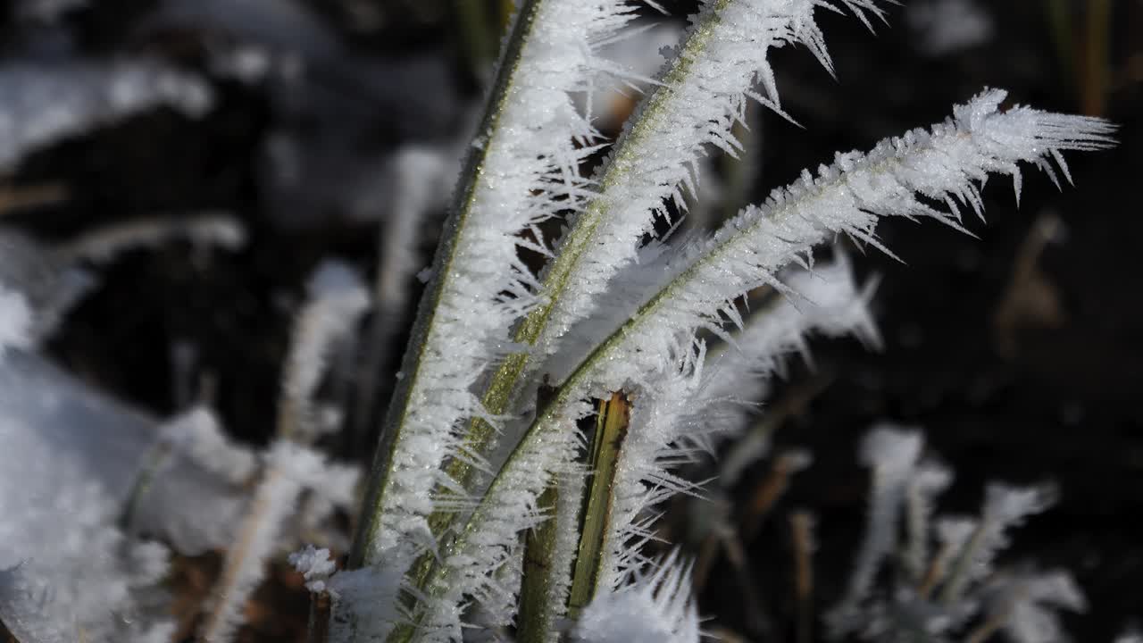 наступила зима, и туман замерз на растении. вы можете увидеть кристаллы льда на траве. прекрасный природный пейзаж.