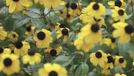 Brown-Eyed-Susan-Flowers,-growing-in-abundance