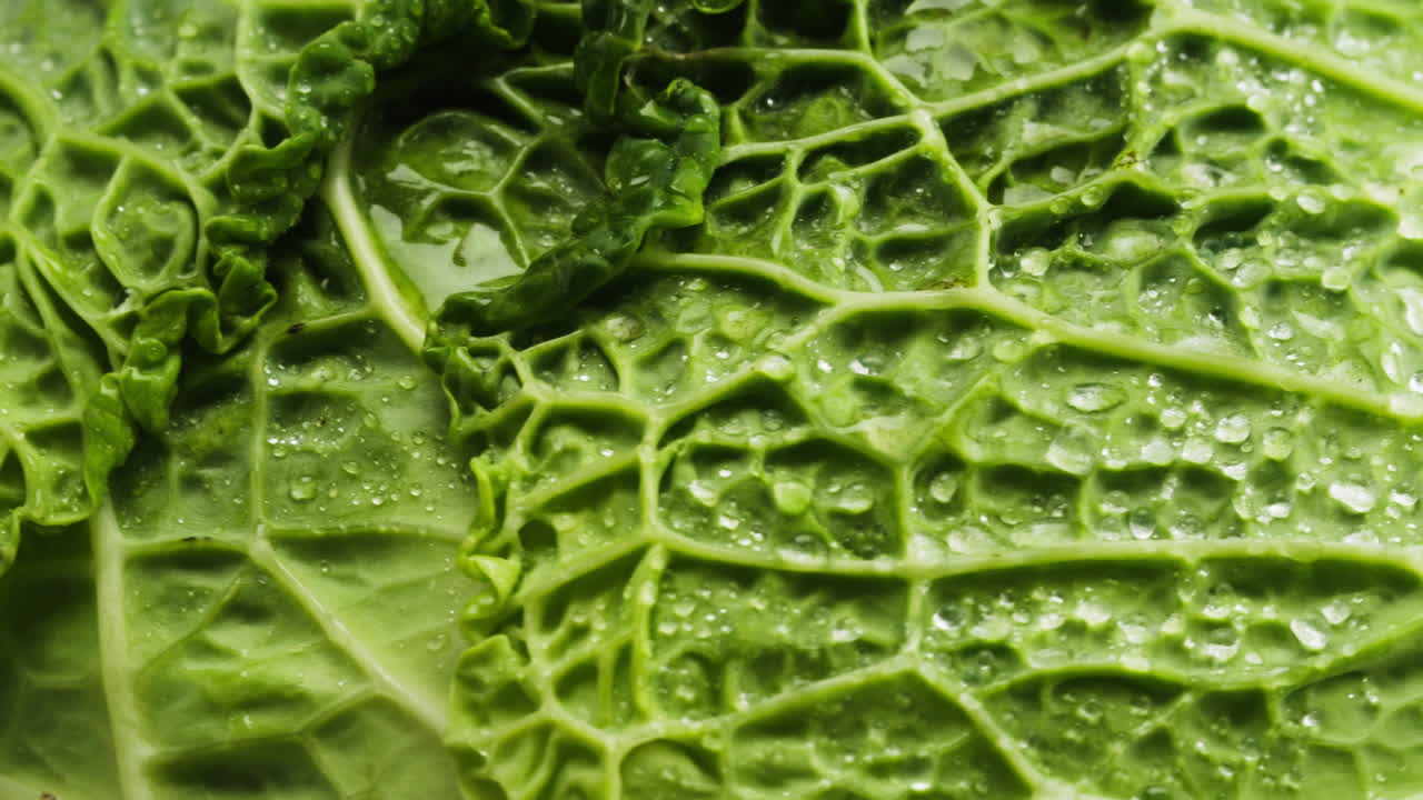 Close Up of Fresh Savoy Cabbage Leaf with Water Droplets