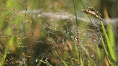 una delgada telaraña salpicada de gotas de rocío matutino