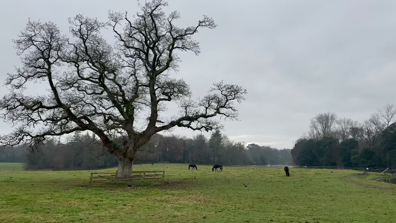 Gnarled old tree dominates damp green horse pasture in overcast Ireland