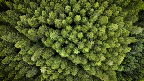 vista aérea de arriba hacia abajo del bosque - 4k