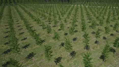 flying over a tree cultivation