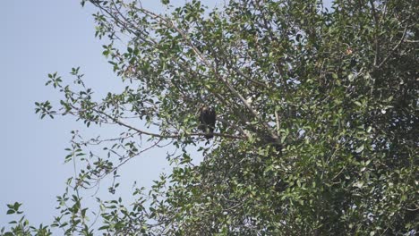 un buitre de rumped blanco o gyps bengalensis pájaro posado o descansando en su nido en una rama de árbol en el área de ghatigao de madhya pradesh india