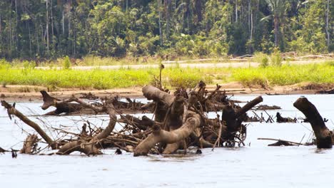 pov shot from a boat on the tambopata river with fallen trees after a flooding, climate change