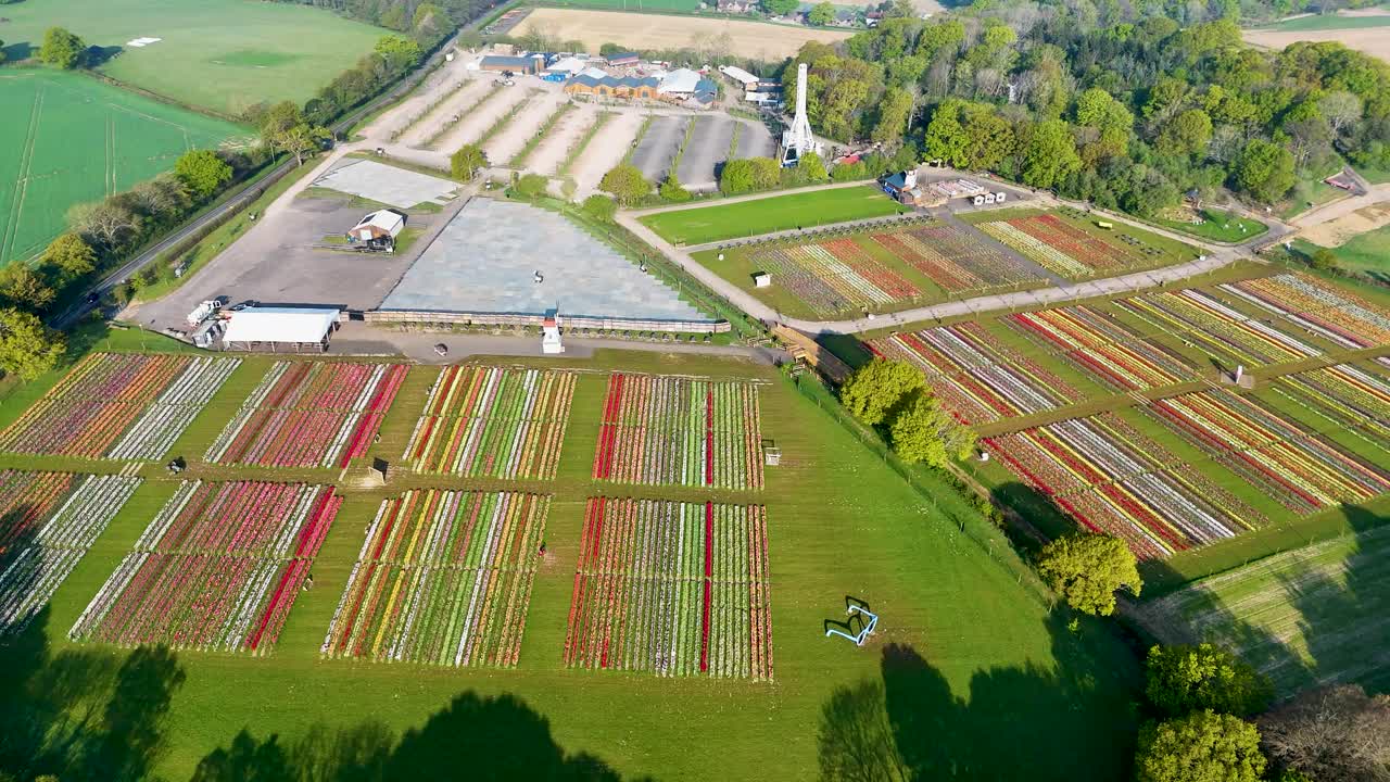 High-quality aerial video of Tulleys Tulip Festival. Colorful tulip fields, perfect for marketing, advertising, travel promotions, and spring campaigns