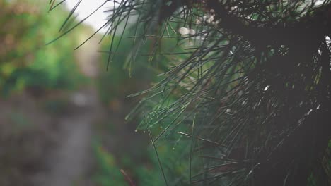 Panning-right-to-left-shot-of-a-pine-branch-reviling-a-hiking-path-with-sun-flares-in-the-background