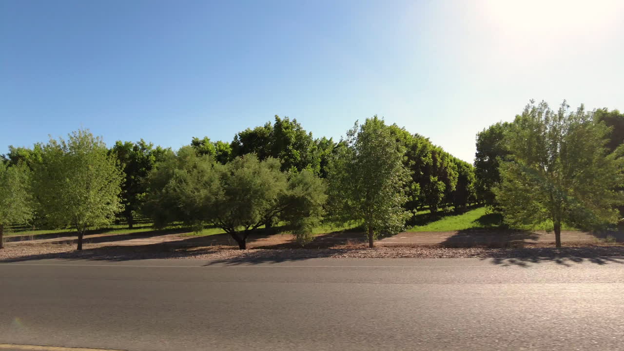 Passando accanto a frutteti di noci pecan mentre le auto superano nell'altra corsia