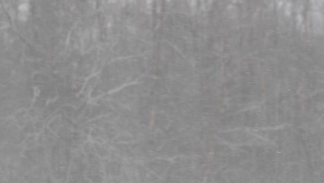 snow falling mid air on frozen forest background rack focus, slow motion